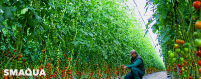 Nuevo Sistema para tratar Cultivos con OZONO. Puesto a prueba en 22 Hectáreas de Tomate bajo Invernadero